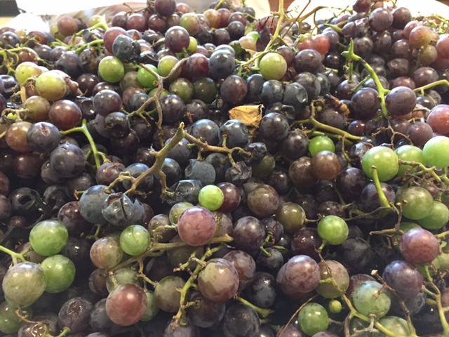 photo of food pantry donation garden fresh grapes